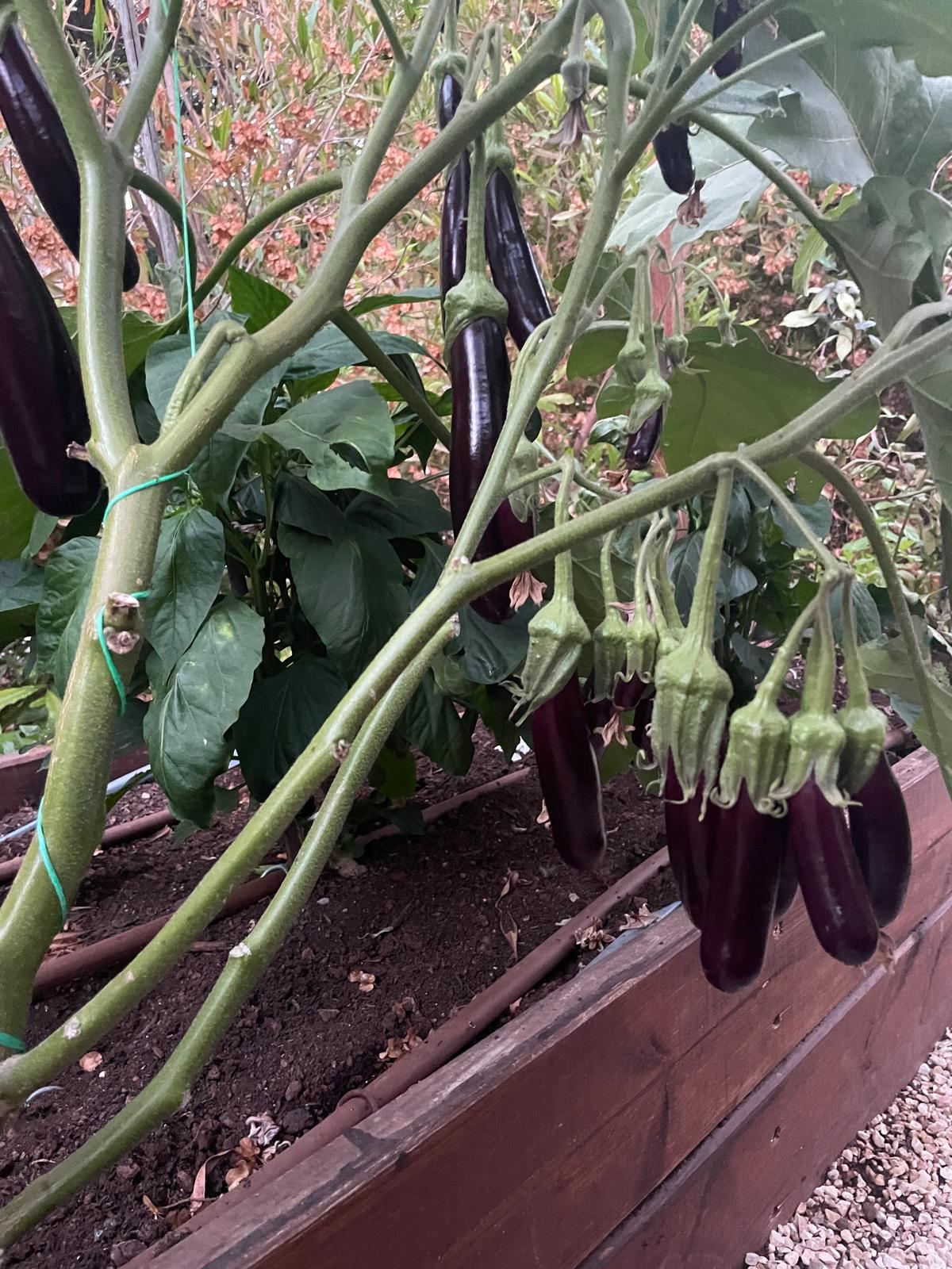 חצילים מבריקים תלויים על השיח