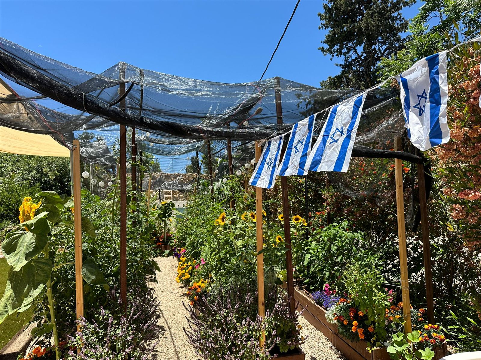 גינת ירק ישראלית: חמניות ודגלי ישראל מעל הערוגות